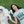 Load image into Gallery viewer, Dogs - I Only Talk To My Dog Before Coffee T-Shirt