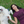 Load image into Gallery viewer, Dogs - I Only Talk To My Dog Before Coffee T-Shirt