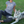 Load image into Gallery viewer, Dogs - My Dog Thinks I'm Cool T-Shirt